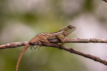 oriental garden lizard in nature