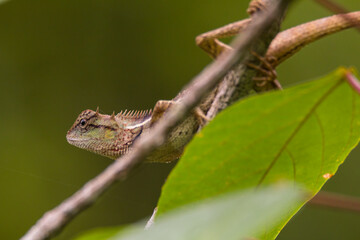 oriental garden lizard in nature