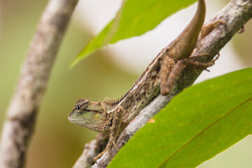 oriental garden lizard in nature