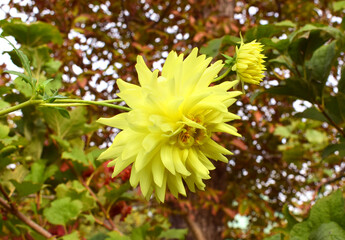 Yellow dahlia flower in autumn garden.