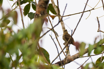 bulbul bird perched on a twig in nature