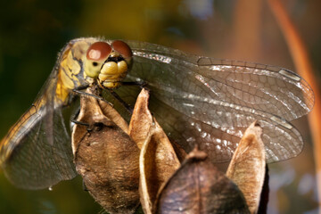 The ruddy darter - Sympetrum sanguineum, female.