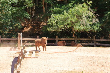 European bisons in the wildlife Park in Silz/Palatinate in Germany