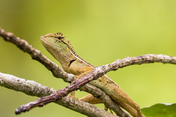 oriental garden lizard in nature