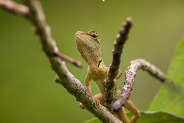 oriental garden lizard in nature