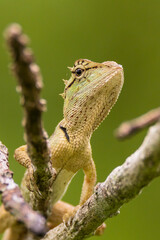 oriental garden lizard in nature