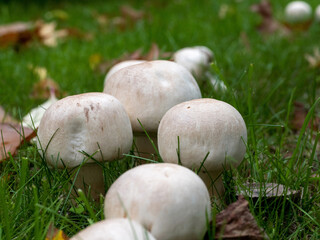 Der Wiesenchampignon ist ein schmackhafterer Speisepilz, doch es besteht Verwechslungsgefahr mit...