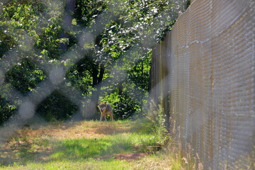 Wolf dog locked behind a fence in the wildlife Park in Silz/Palatinate/Germany