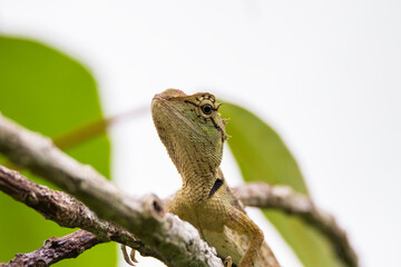 oriental garden lizard in nature