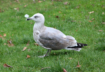 young seagull on the green grass in autumn