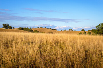 Obraz premium Meadow nature landscape.