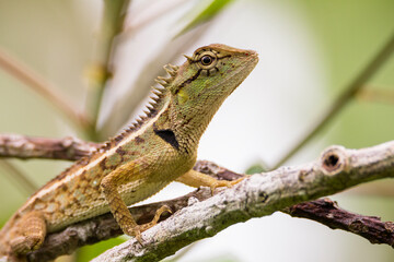 oriental garden lizard in nature