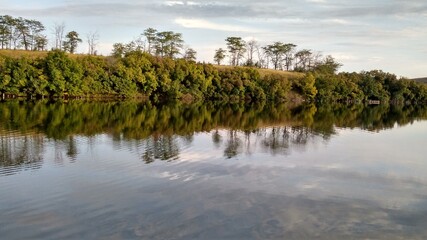 reeds on the water