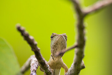 oriental garden lizard in nature