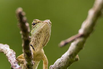 oriental garden lizard in nature