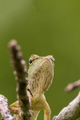 oriental garden lizard in nature