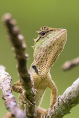 oriental garden lizard in nature