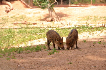 chilled Family of Wild Boar (Sus scrofa) in the wildlife Park in Silz/Palatinate in Germany