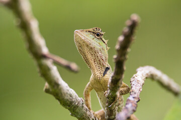 oriental garden lizard in nature