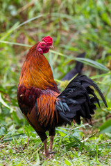 rooster chicken in the village