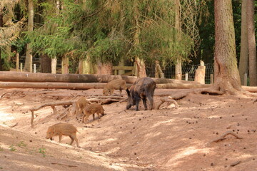 chilled Family of Wild Boar (Sus scrofa) in the wildlife Park in Silz/Palatinate in Germany