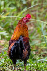 rooster chicken in the village