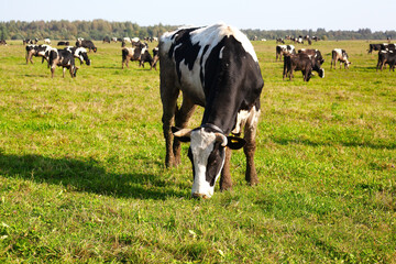 Fototapeta premium A bull in a field in a pasture, against a blue sky and a herd of other bulls in the distance. Agriculture concept. 