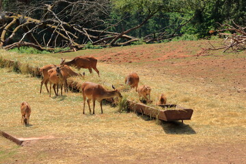 Group of Red deer or Cervus elaphus in the wildlife Park in Silz/Palatinate in Germany