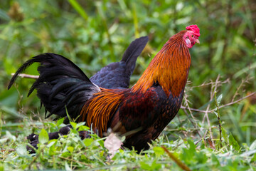 rooster chicken in the village