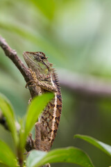 oriental garden lizard in nature