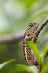 oriental garden lizard in nature
