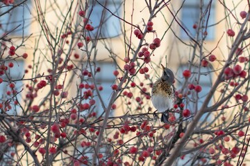 bird on branches of a tree
