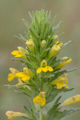 Yellow Bartsia or  Yellow Glandweed (Parentucellia viscosa) is a flowering plant in the broomrape family.