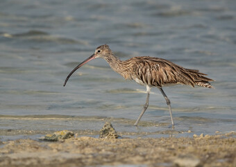 Eurasian curlew on walk at Busiateen coast, Bahrain