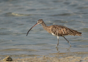 Eurasian curlew moving at Busiateen coast, Bahrain