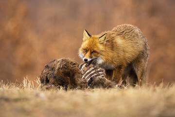 Hungry red fox, vulpes vulpes, feeding on meadow in autumn nature. Wild bushy predator biting bones...