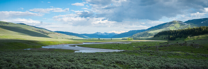 Fototapeta na wymiar bisons in lamar valley in yellowstone national park,wyoming in the usa