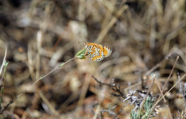 A specimen of the spotted fritillary or red-band fritillary (Melitaea didyma) a butterfly of the family Nymphalidae. It is found in southern and central Europe, North Africa and the Middle East.