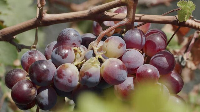 Close-up shot of a vine with ripening bunch of grapes swaying in the wind