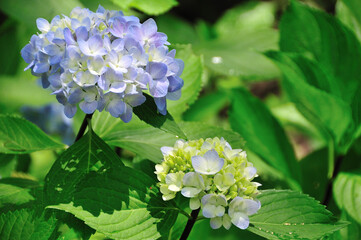 アジサイ