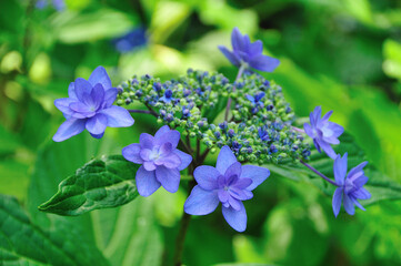 Obraz premium アジサイ