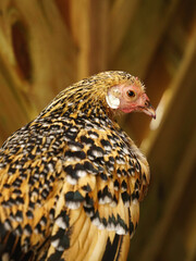 Portrait of a Chicken