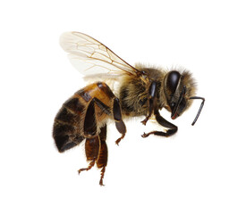 Flying Bee isolated on white