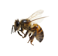 Flying Bee isolated on white