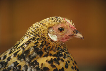 Portrait of a Chicken