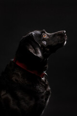 Portrait of a cute looking black labrador dog with brown eyes looking up, shot on a black background. Adult dog with a shiny coat, vertical studio shot