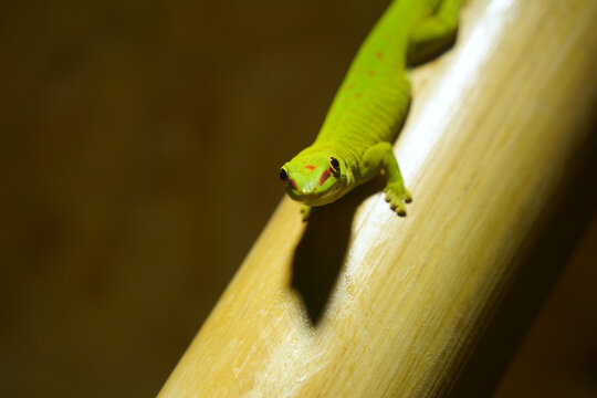 Im genes De Giant Day Gecko Descubre Bancos De Fotos Ilustraciones im-genes-de-giant-day-gecko-descubre-bancos-de-fotos-ilustraciones