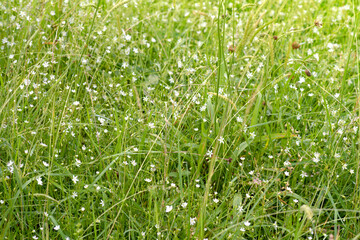 Stellaria graminea. Grass-leaf starwort. Wallpaper with small, white flowers