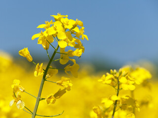 rapeseed canola or colza on blue sky background