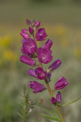 Signs of Spring - Sidalcea sp. Finley National Wildlife Refuge, Oregon
